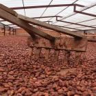 Los nuevos grupos de cacao podrían producir granos de alta calidad y excelente sabor (foto referencial).