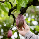 En París, Ecuador lanza concurso para productos derivados de cacao