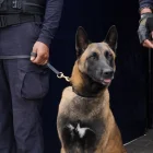 El can Luna halló sustancias sujetas a fiscalización listas para consumo durante un operativo preventivo en el parque La Carolina