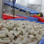 La CNA afirmó que las exportaciones de camarón hacia China continúan, pese a las restricciones aplicadas a 14 empresas.