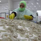 El camarón ecuatoriano enfrenta controles sanitarios en China