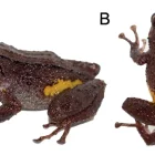 Pristimantis etsa, el cutín de etsa, es una nueva especie de rana descrita por científicos. Solo se conoce de la Condillera del Cóndor, en Zamora Chinchipe.