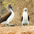 El equilibrio de los ecosistemas en las islas depende del suministro natural de agua. Un ejemplo es la garúa.