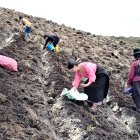 Agricultoras trabajan la tierra en una parcela de papa cañari, la variedad con la que el INIAP busca cubrir hasta el 25% del área sembrada en la región en los próximos cinco años.
