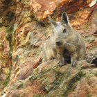 La conservación de la vizcacha ecuatoriana impulsa un modelo de trabajo colaborativo que busca proteger su hábitat y fortalecer la prevención de incendios forestales en la provincia de Loja.