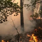 Una zona de bosque quemado mientras los bomberos trabajan para extinguir un incendio en el bosque de Fontainebleau en Noisy-sur-Ecole, Francia, 13 de julio de 2026.