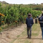 Técnicos de Agrocalidad certificaron el cumplimiento de los protocolos fitosanitarios que permitieron el envío de mandarina Tango hacia Estados Unidos.