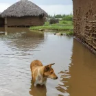 Fotografía referencial de un perro durante una inundación en 2023 ligada al fenómeno El Niño.