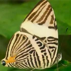 Colobura cryptica, nueva especie de mariposa descrita a partir de un ejemplar recolectado en Napo.