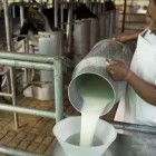 La cantidad de productores de leche se ha reducido un 30 %, en el último año.