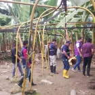 Agrocalidad ha detectado un segundo brote de la plaga Fusarium en El Oro.