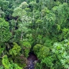 Entre especies nuevas para la ciencia y viejos árboles que han vivido más de 200 años, uno se siente pequeño ante la inmensidad del Chocó Andino.