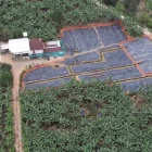 Afectación. Vista aérea de la finca La Carolina, donde a finales de 2025 se confirmó el primer caso.