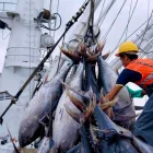 Demoras. En el sector atunero se habla de inconvenientes para lograr los permisos de exportación.
