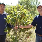 Ramiro Morejón Neira y Juan Carlos Robles Neira acuden al menos tres veces por semana al bosquete, en el Bicentenario.