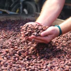 La minería gana protagonismo en Ecuador mientras el cacao pierde peso en las exportaciones.
