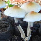 Después de su prohibición en la década de los 70 del siglo pasado, la ciencia ha vuelto a abrazar el estudio de hongos Psilocybe en el campo de la medicina.
