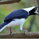 La urraca coliblanca es una de las especies que es posible ver en Guayaquil y alrededores.