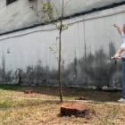 Tala de árboles en la ciudadela Entre Ríos