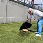 Tala de árboles en la ciudadela Entre Ríos
