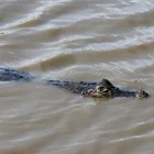 Referencial. Un reptil ha sido captado en las cercanías ha Samborondón