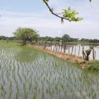 Ecuador exportará de 30.000 toneladas métricas de arroz hacia Colombia.