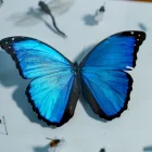 El análisis del ADN permitió identificar más de 8.000 potenciales especies nuevas de insectos en los bosques de la reserva Mashpi-Tayra, en el Chocó Andino de Ecuador.