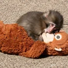 Punch, el mono huérfano de Japón, dejó atrás el peluche de orangután que lo acompañó durante sus primeros meses de vida.