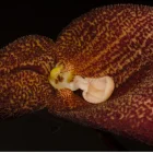 Dracula aguilarii, nueva especie de orquídea ecuatoriana.