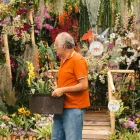 Más de 25.000 ejemplares de orquídeas se expondrán durante la primera feria botánica de Ecuador.