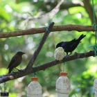 PomasQuinde es el primer sitio de avistamiento de aves de Quito y alberga 29 especies de aves silvestres.