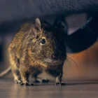 Autoridades sanitarias refuerzan controles en hospitales de Chile tras el aumento de muertes por hantavirus