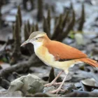 Se sabe poco sobre esta especie a pesar de ser común.