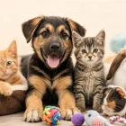 Ciudadanos podrán donar alimentos e insumos para apoyar a 20 fundaciones de rescate animal durante la Donatón 2026 en Quito.