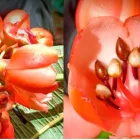 Una de las once especies del género Axinaea que fueron descritas en el estudio.