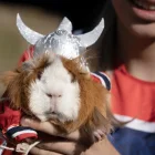 Un cuy caracterizado como Erling Haaland lució la camiseta de Noruega y un casco vikingo durante el Festival del Cuy, celebrado en Urbina, Carchi.