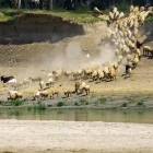 Un rebaño de ovejas y cabras acude a beber agua del río Danubio en medio de niveles históricos bajos de agua, en el pueblo de Rasova.