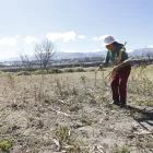 La sequía afecta cultivos de maíz, hortalizas y pastizales, reduciendo la producción y comprometiendo el sustento de familias de los valles.