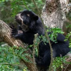 Referencial. Los oseznos de oso andino permanecen con pronóstico reservado en Wiwa Quito tras ser rescatados en el sector de Papallacta.