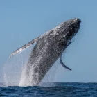 Las ballenas jorobadas llegan a la Costa ecuatoriana entre junio y septiembre para cumplir su ciclo reproductivo.