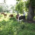 Ganaderos de Salitre buscan establecer reservas de forraje de manera preventiva para complementar la alimentación del hato ante una eventual disminución de la disponibilidad de pasturas asociada a las condiciones de El Niño.