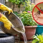 Eliminar el agua acumulada ayuda a prevenir la reproducción del mosquito que transmite el dengue.