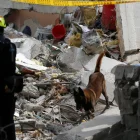 Un perro de rescate trabaja en una jornada de búsqueda en una zona afectada por el terremoto este 12 de agosto de 2026, en Cali (Colombia).