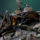 Descubren seis nuevos tipos de hongos zombis en México.