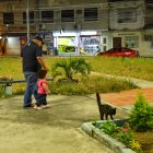 La maleza crecida y el desgaste en los juegos infantiles dificultan el uso recreativo de parques en Pradera 1.