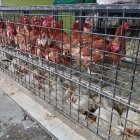 Uno de los locales que venden pollos al por mayor en la vía a Pascuales.