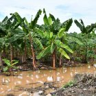 FUSARIUM EN EL ORO 
FECHA:16/07/2026
AG-PERIODISTA AG- AG-EXPRESO
El agua es uno de los principales medios de propagación del Fusarium Raza 4 Tropical
