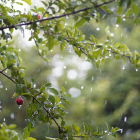 La lluvia refresca la vegetación en Ecuador, mientras Inamhi anticipa precipitaciones en las cuatro regiones este 17 de agosto.