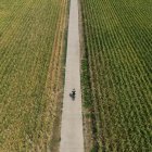 Una imagen tomada con un dron muestra a un hombre montando en bicicleta por campos de maíz.