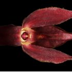 La nueva orquídea descubierta, Pleurothallis pembertonii.